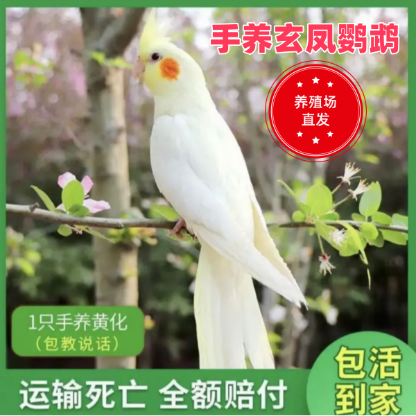星贝萌手养玄凤鹦鹉会学说话唱歌亲人可繁殖观赏宠物鸟