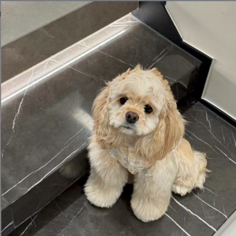 【大白家美卡】宠物活体狗狗链接