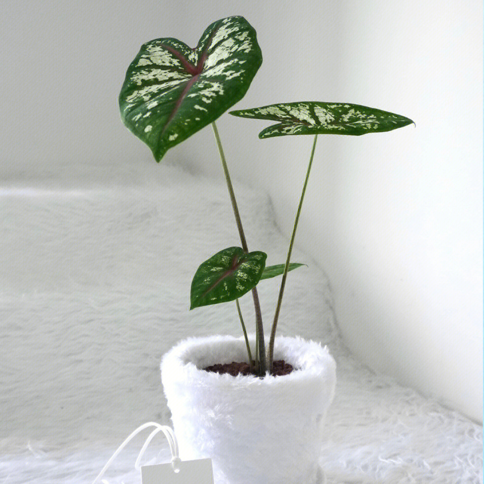 彩叶芋室内观叶植物彩色恋人办公室盆栽热植耐热多年生耐阴好养活