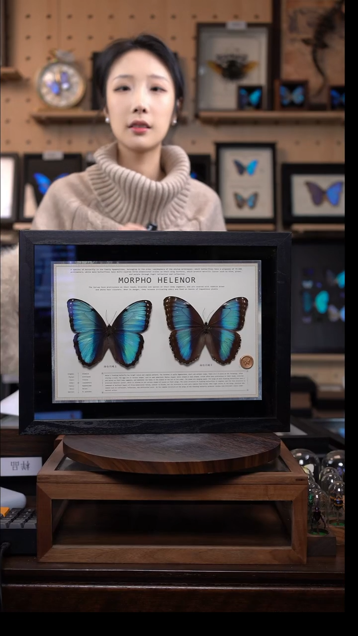 蝴蝶标本摆件竞拍d969