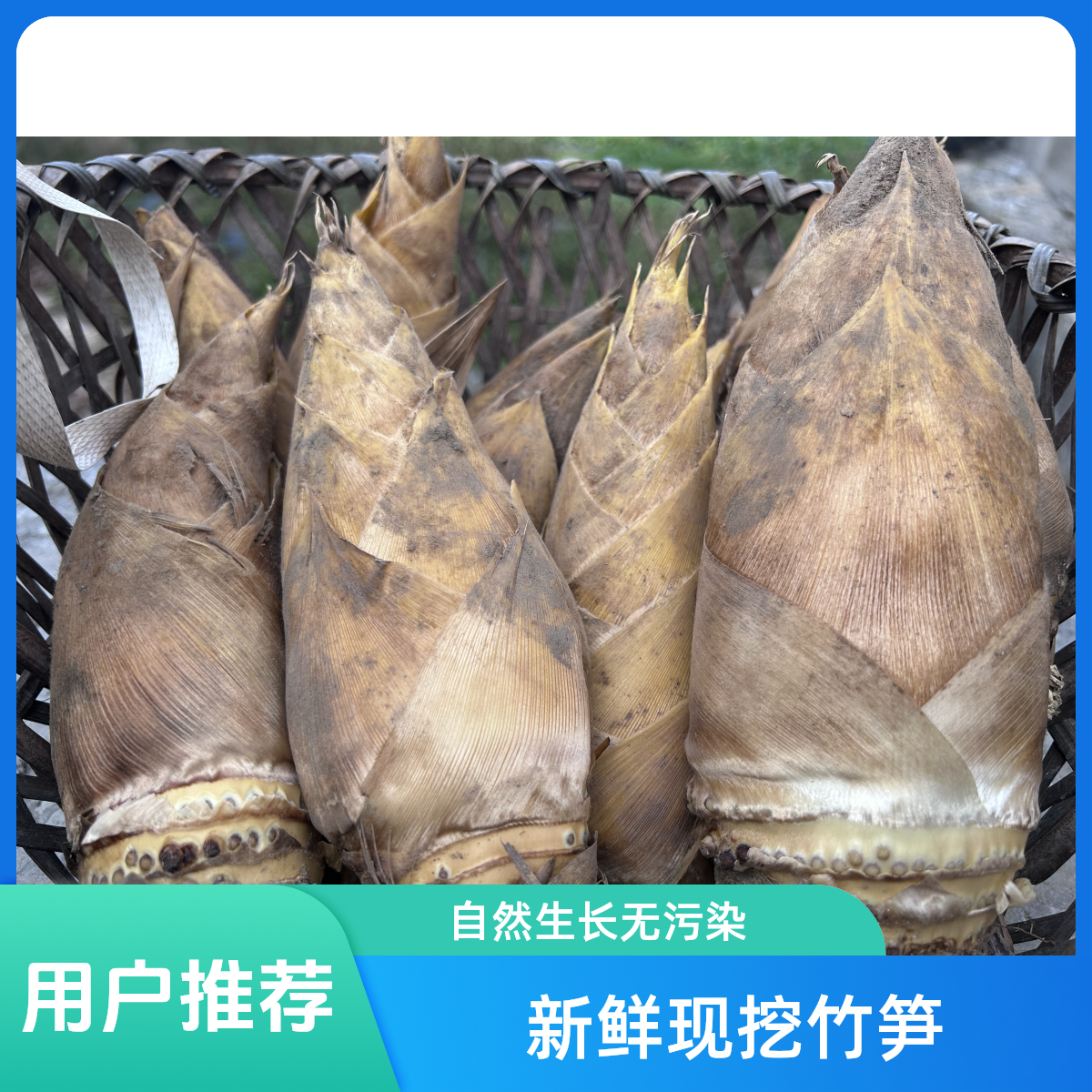 《小琼优选》资源高山新鲜冬笋清脆香甜