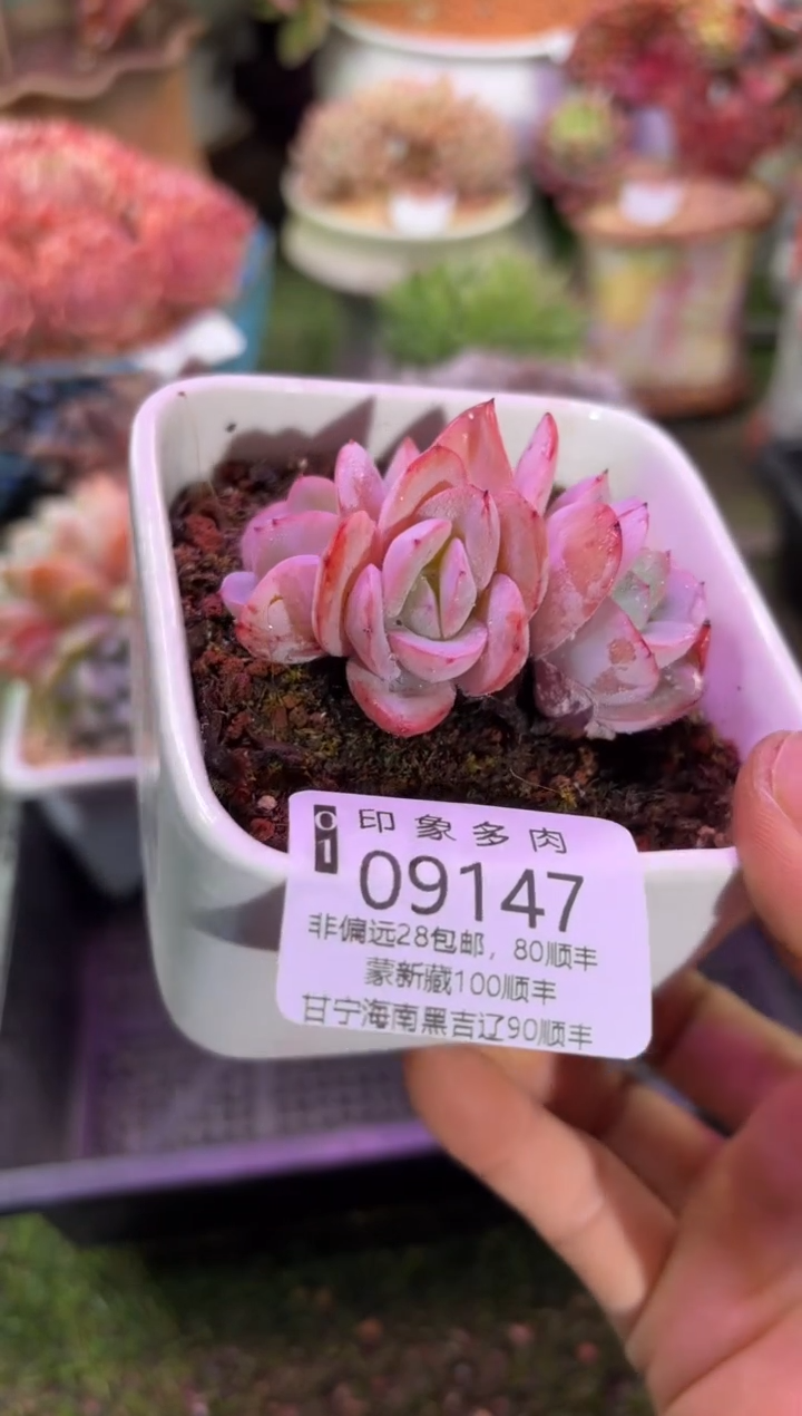 【闪购商品】09147