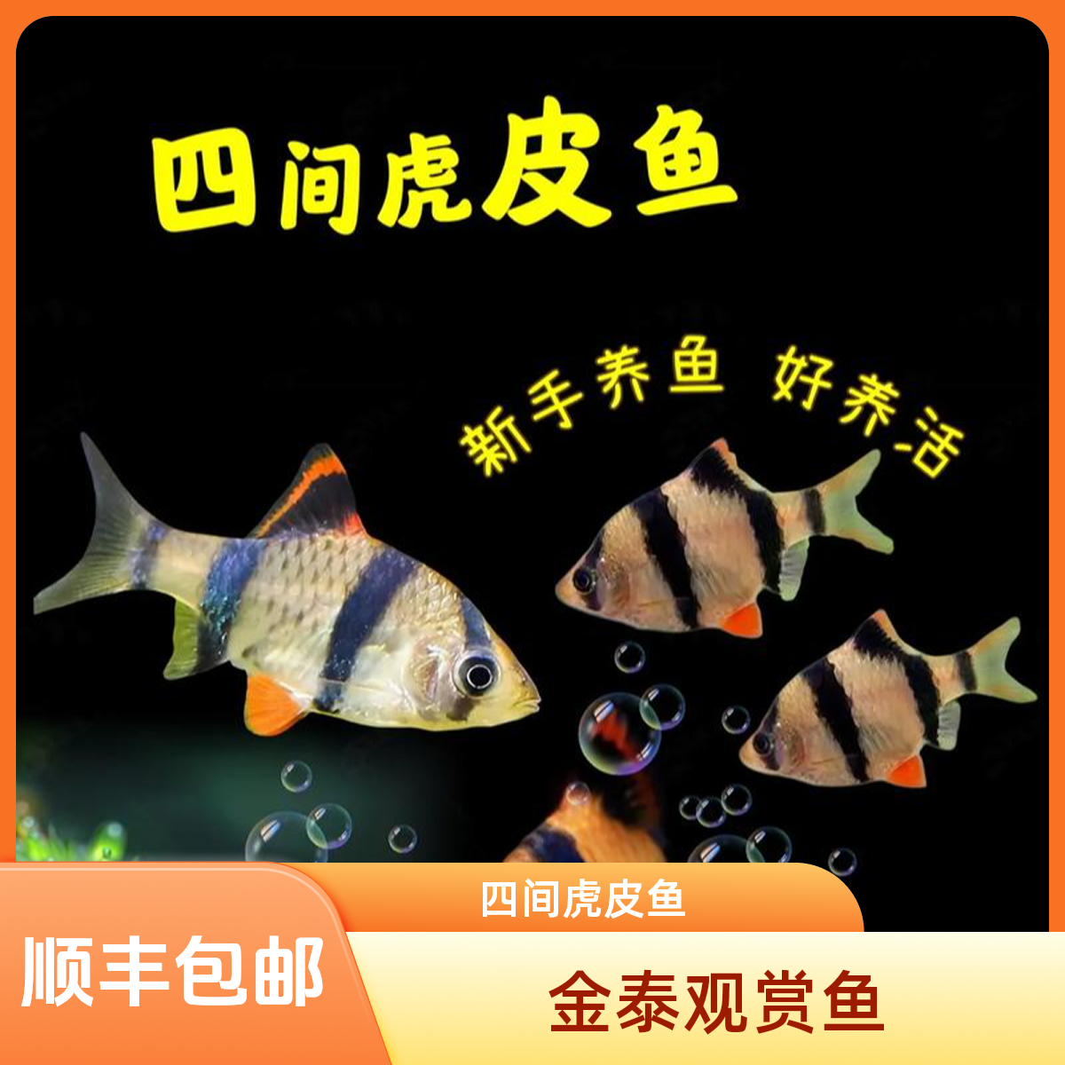  ◆热带鱼◆四间虎皮鱼观赏鱼新手好养热带低氧耐活条纹虎皮鱼