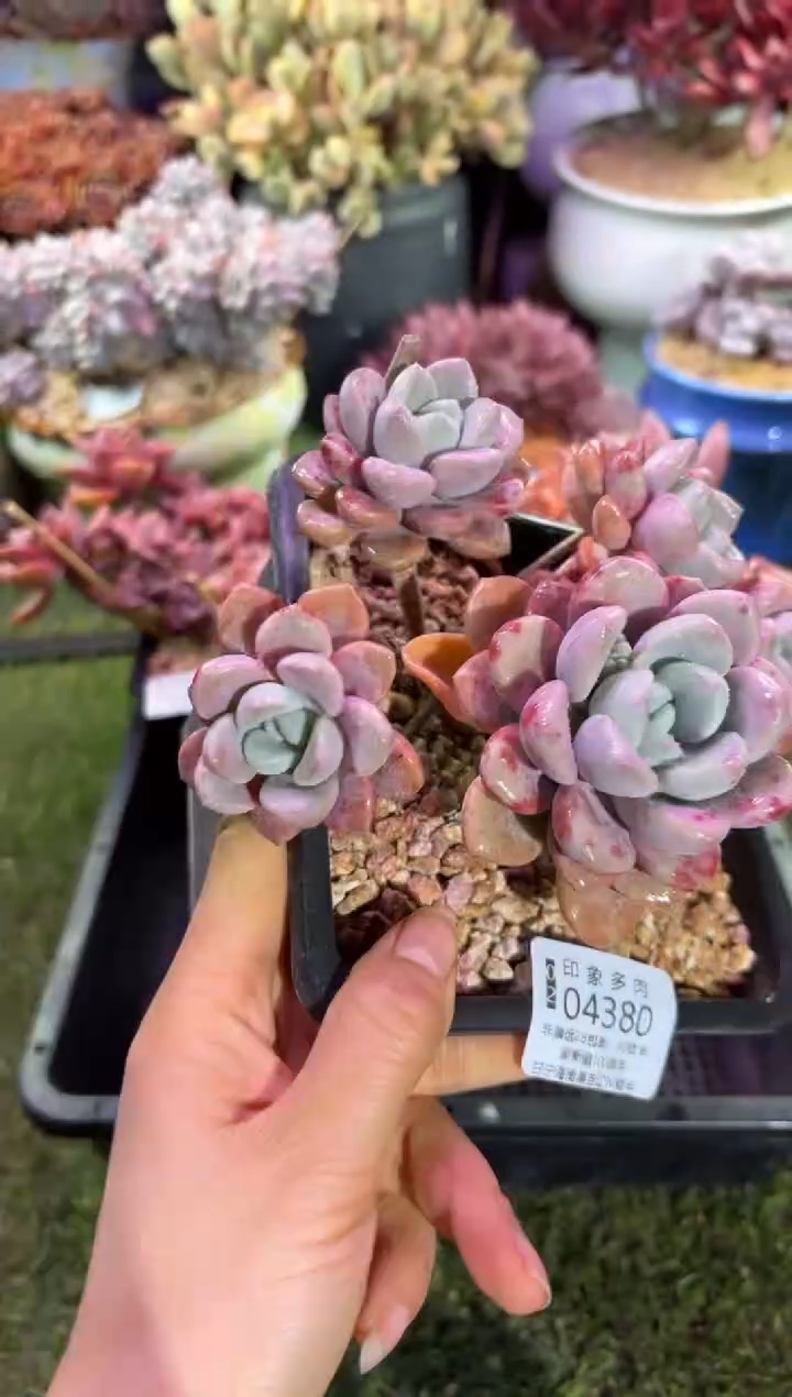 【闪购商品】04380