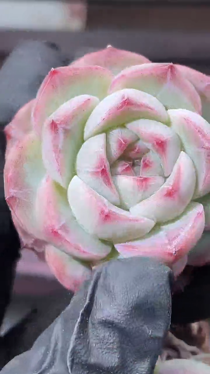 35-69 边线小胖3-4厘米量拍发一颗