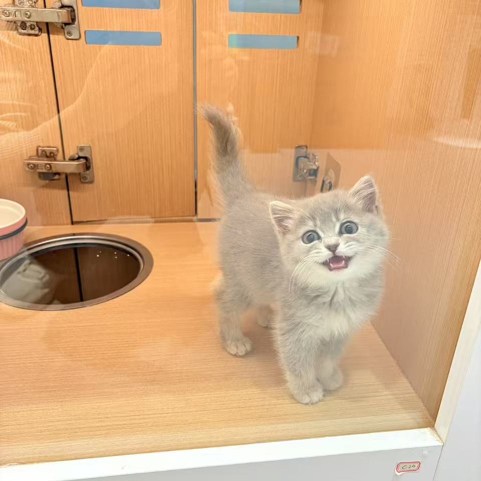 现货实拍【成都喵金多】蓝金妹妹C24  疫苗1针