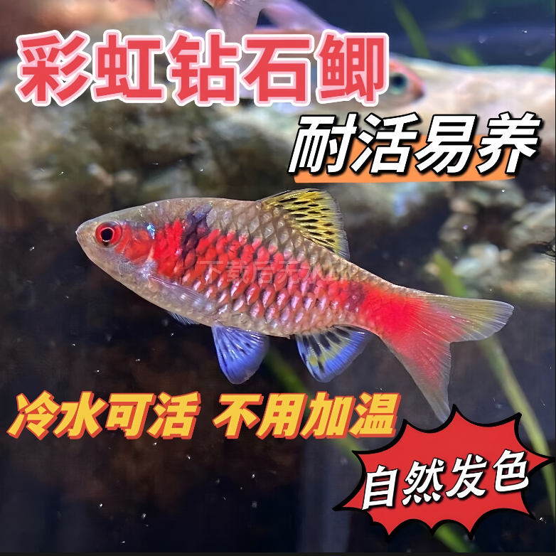 钻石彩虹鲫冷水原生观赏鱼免加温群游好养新手活体渔场