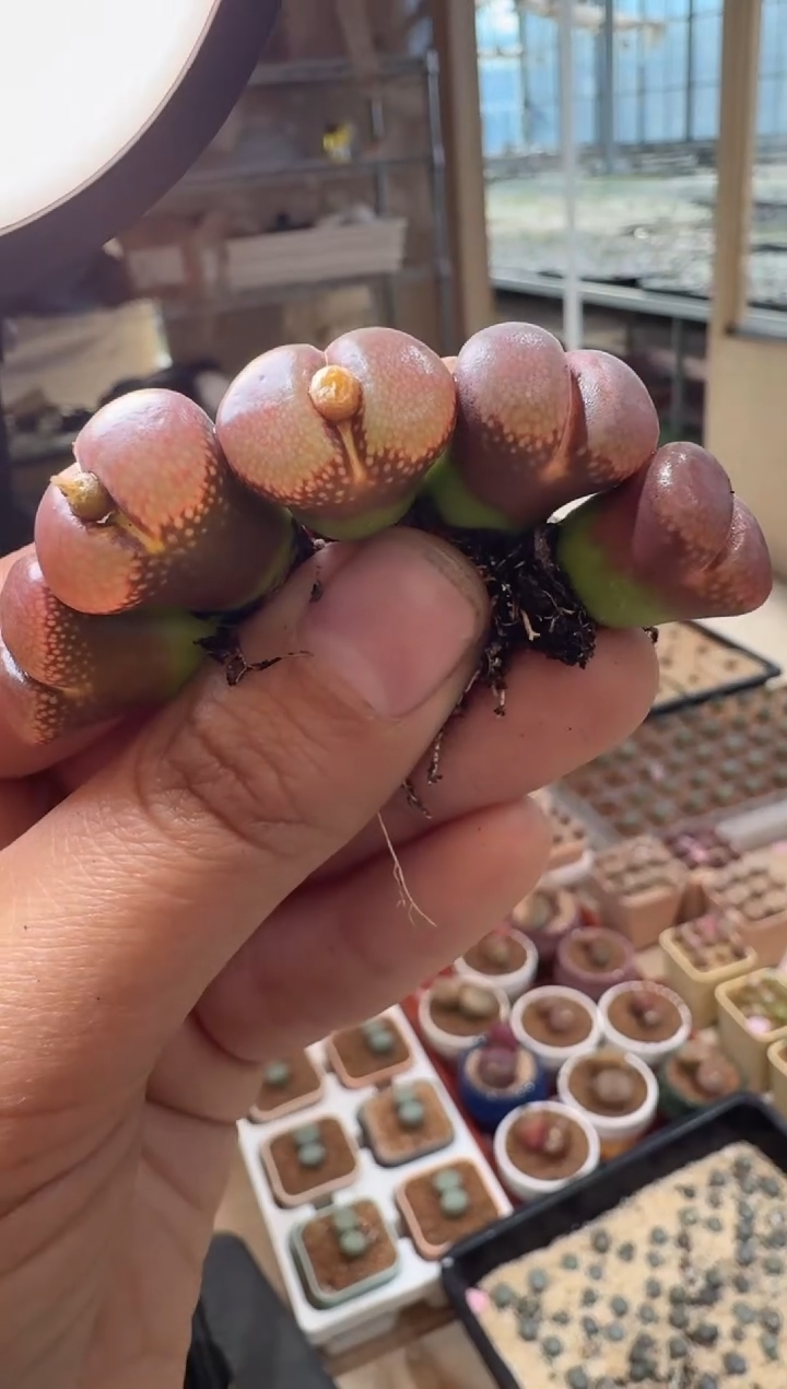 329多肉植物肉锥高端风铃一颗