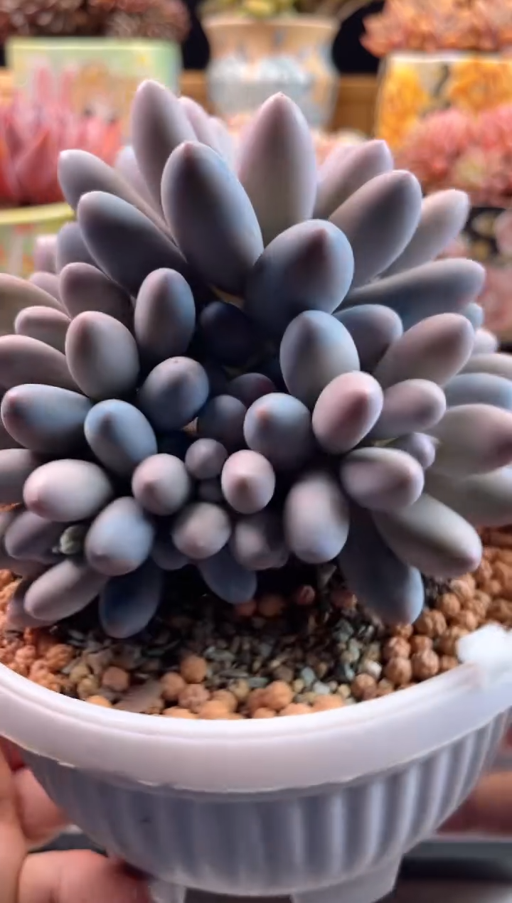 【闪购商品】2.14-28汤圆