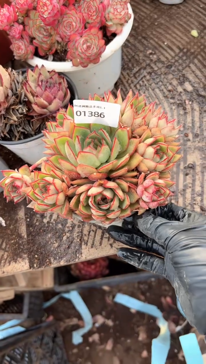 时**一多肉植物一物一拍01386