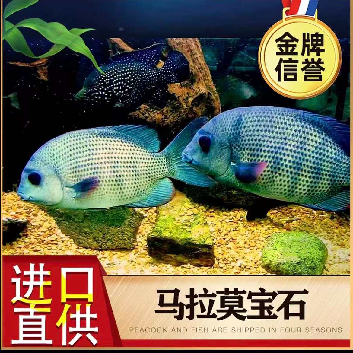 马拉莫宝石鱼慈鲷小型热带观赏鱼淡水新手好饲养包邮