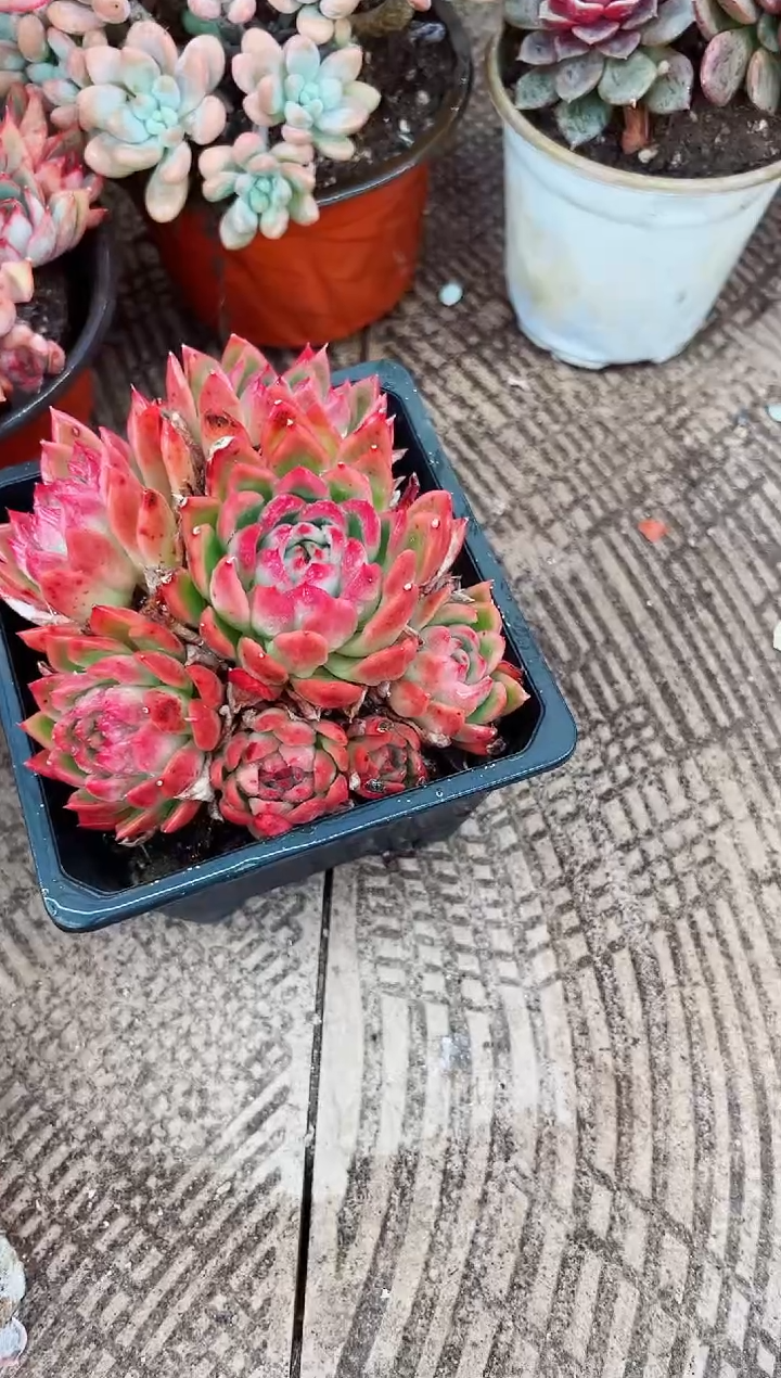 ?****?多肉植物一物一拍06169