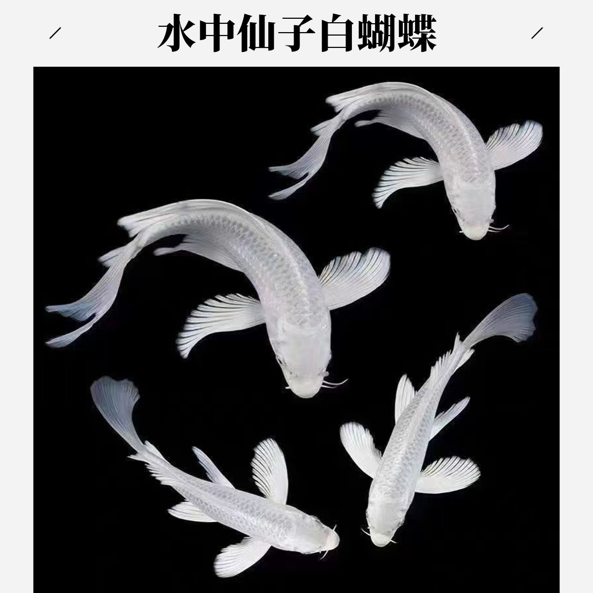 10-19公分渔场直销自由搭配蝴蝶鲤锦鲤（收到鱼请录开箱视频）