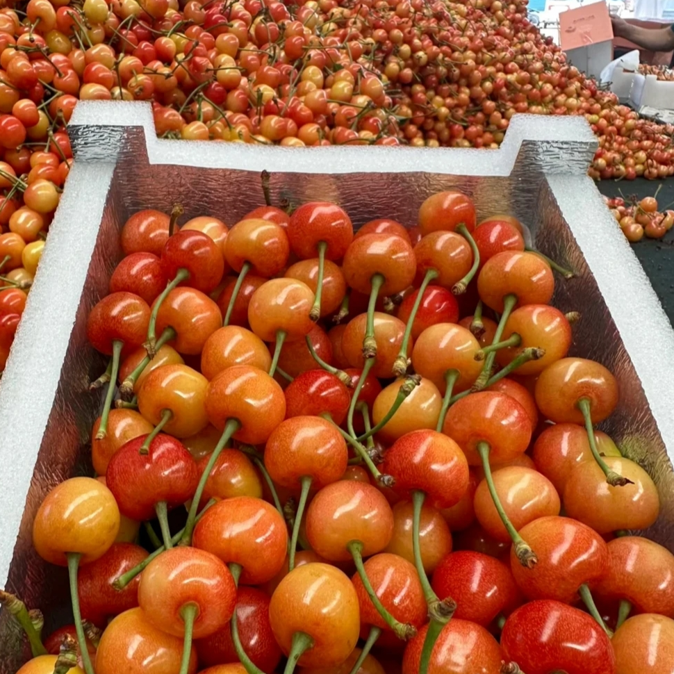 【纯甜】山东黄密斯卡拉雷纯甜雷尼尔樱桃现摘现发1斤2斤3斤5斤装J露天头茬黄密樱桃黄密樱桃