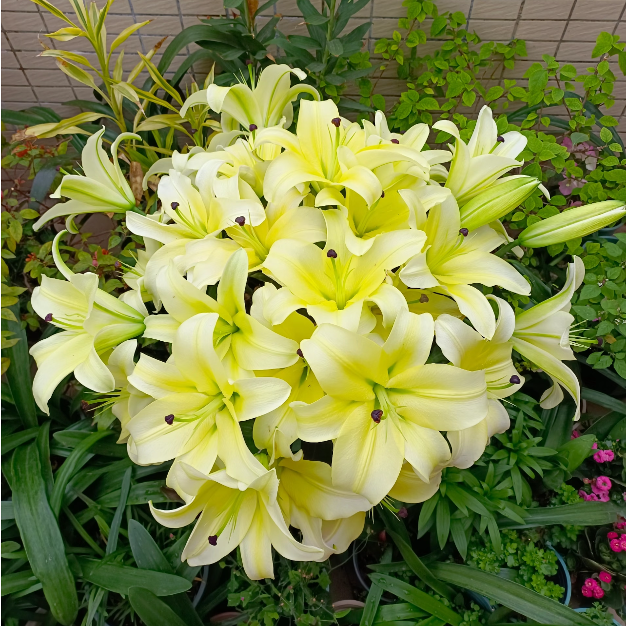 【黄天霸/曼尼莎】22/24 OT系列香水百合种球种植荷兰云南鲜花