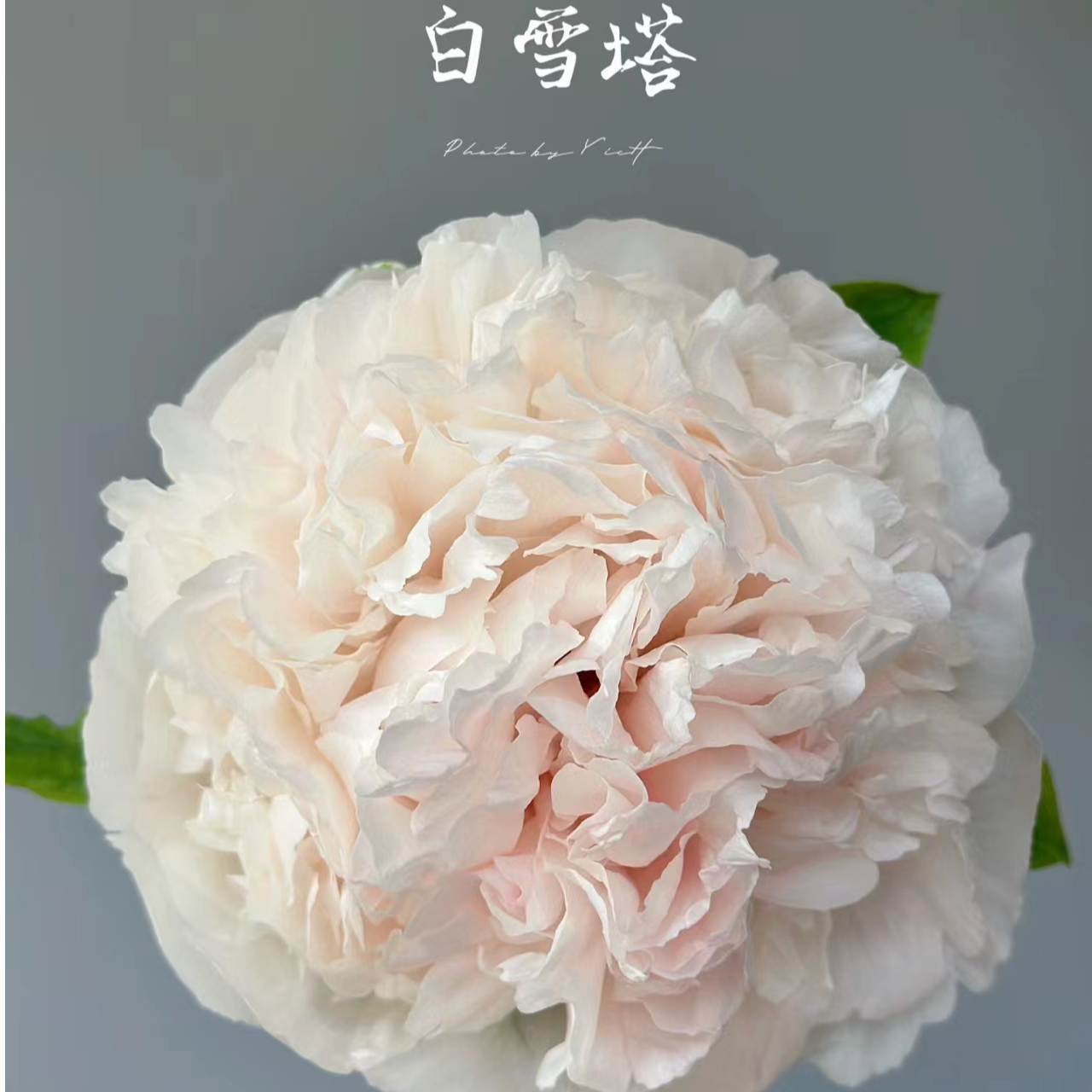 盆栽牡丹【白雪塔】基地直发