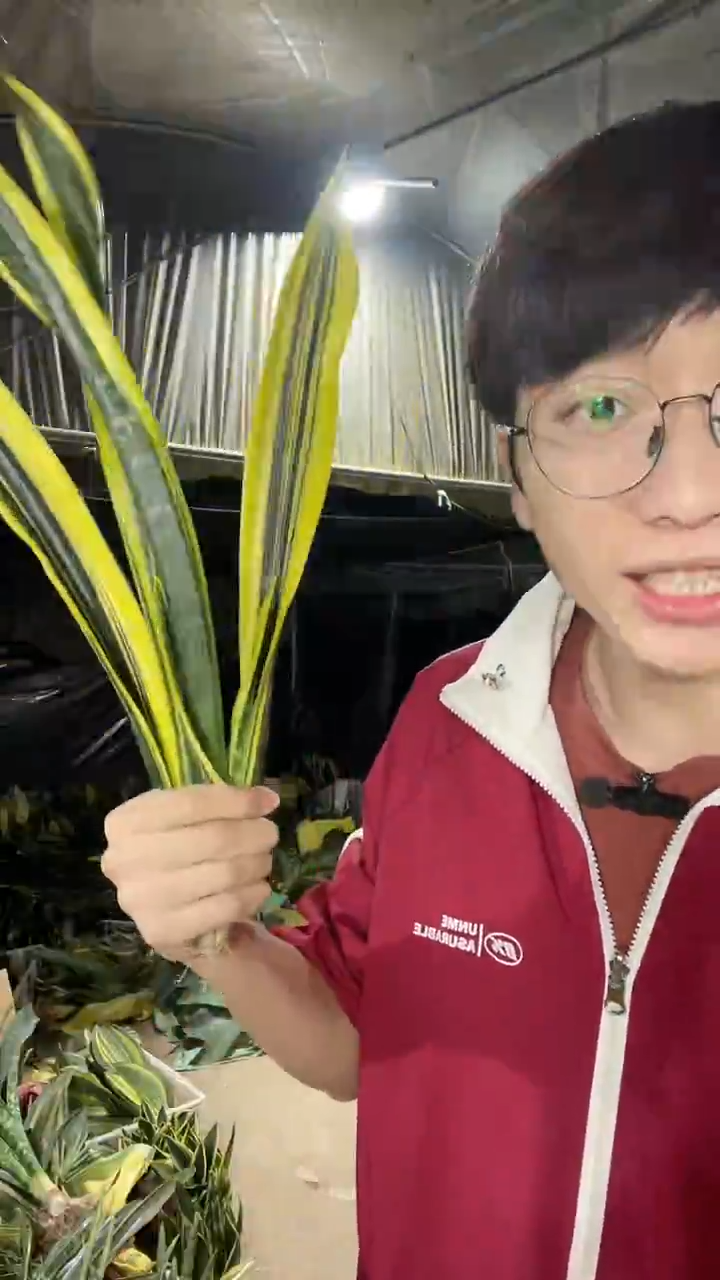 小号曲叶黄金裸根2棵9.9