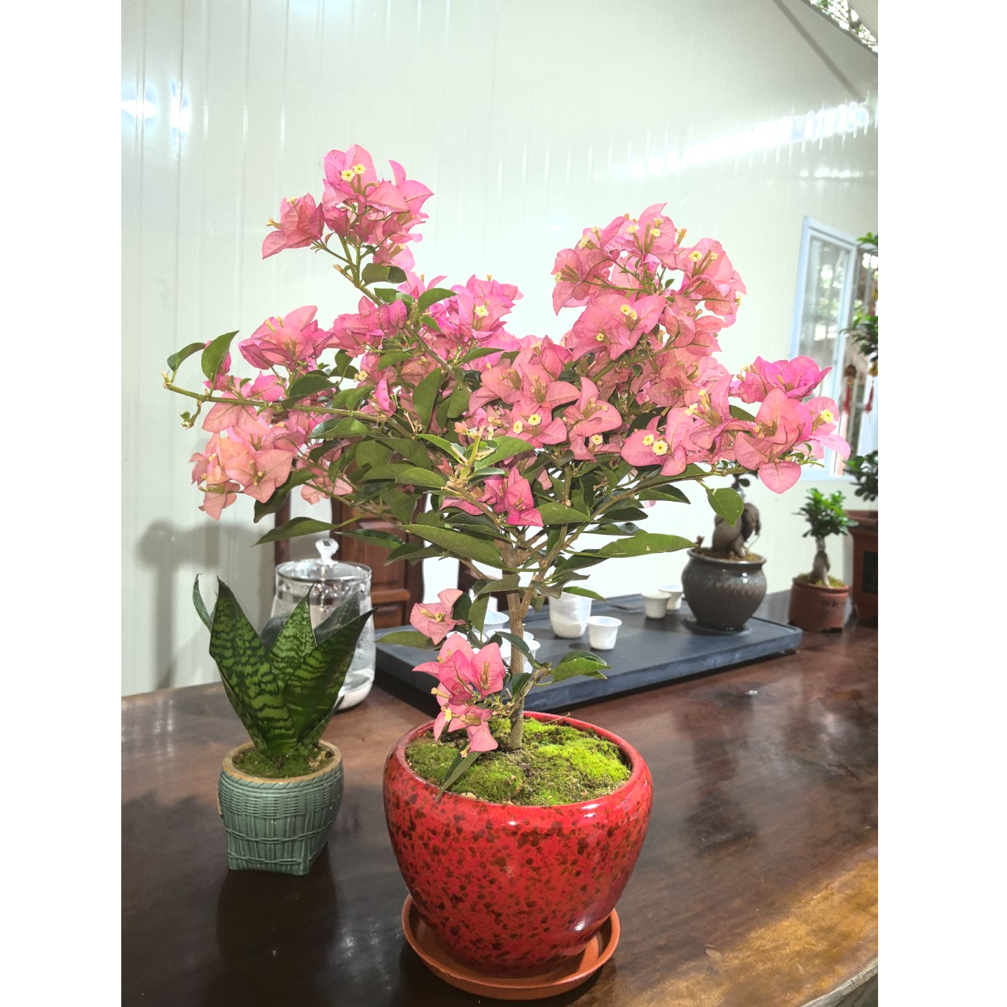 卡亚塔三角梅盆栽带花苞四季开花老桩