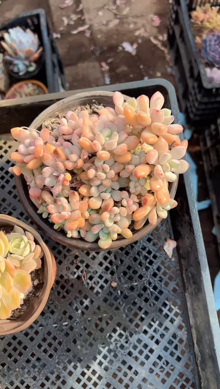 岁***?多肉植物一物一拍05215