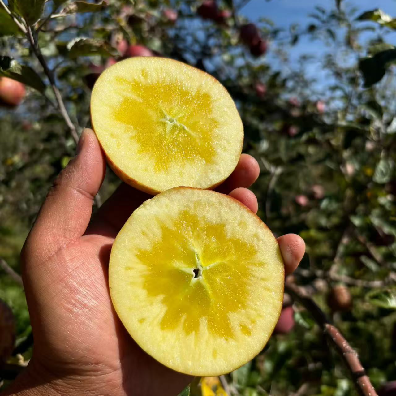 ANAN1【全国次日达】云南高山丑苹果脆甜多汁新鲜现发正宗丑苹果当季热卖云南省云南省