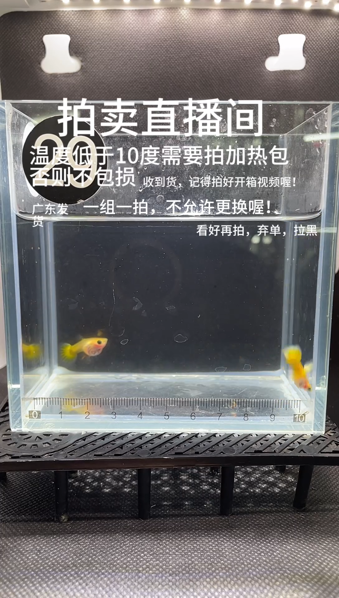 孔雀鱼黄金玻璃猫  两条  编号 29