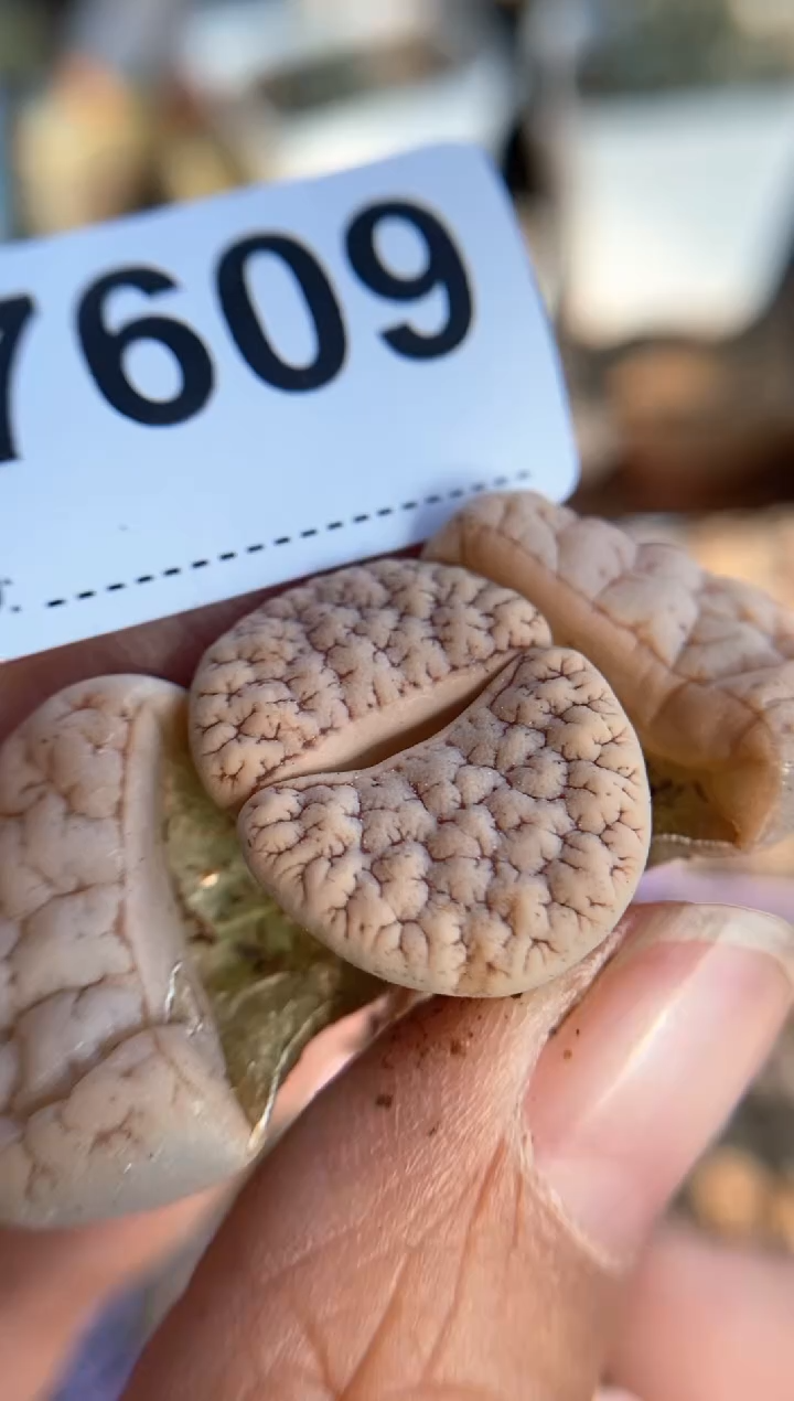 【闪购商品】7609直播一物一拍