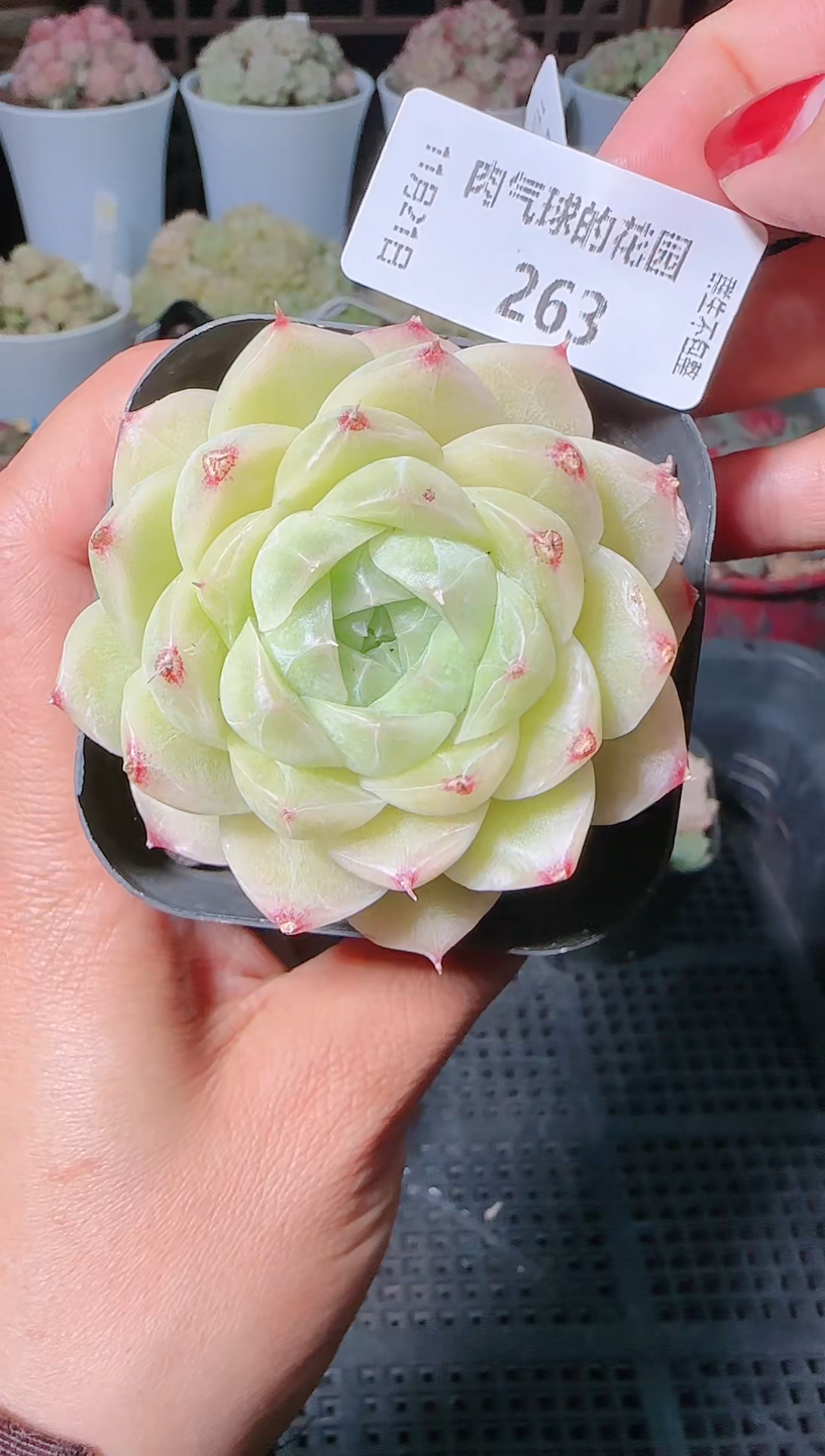 1121-263群生不包整