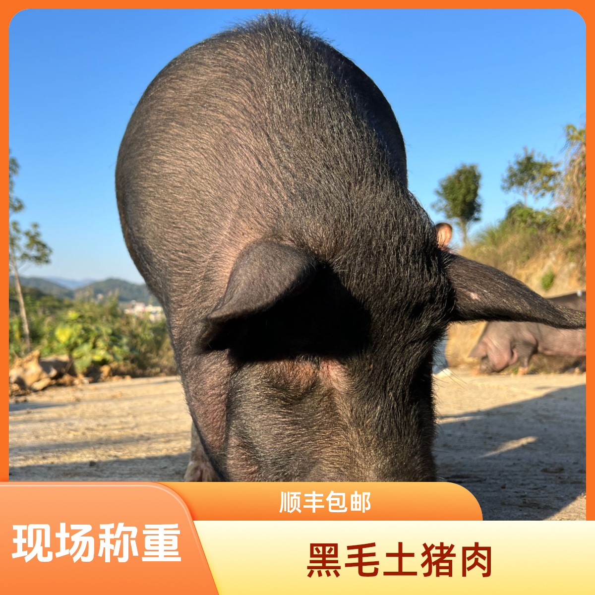 黑毛土猪肉【现场称重】顺丰冷链包邮
