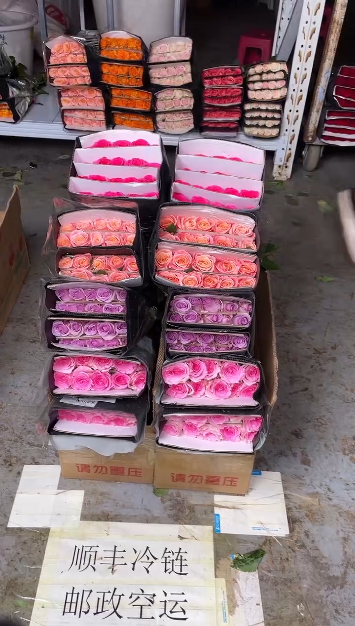 佛洛依德20枝+洛神20枝+朱小姐20枝+紫霞20枝