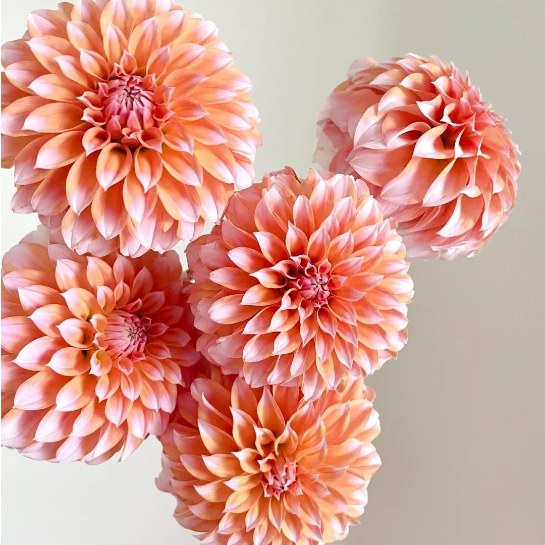 【福利爆款】大丽花 店铺现货包邮 鲜花鲜切花