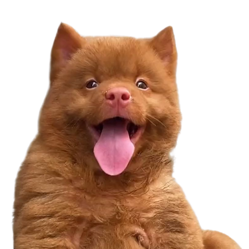五红犬，五黑犬,拍前请咨询主播