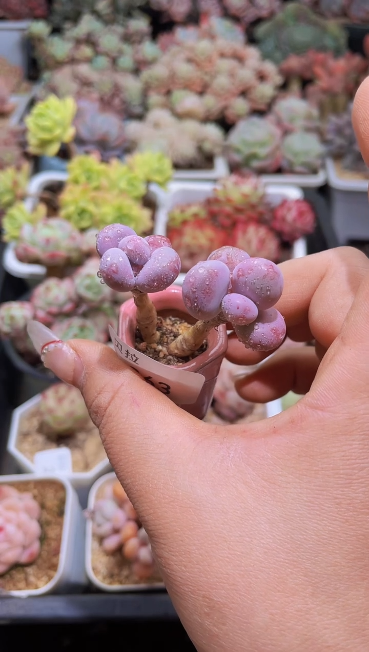 【闪购商品】263腰子桃蛋带盆土发