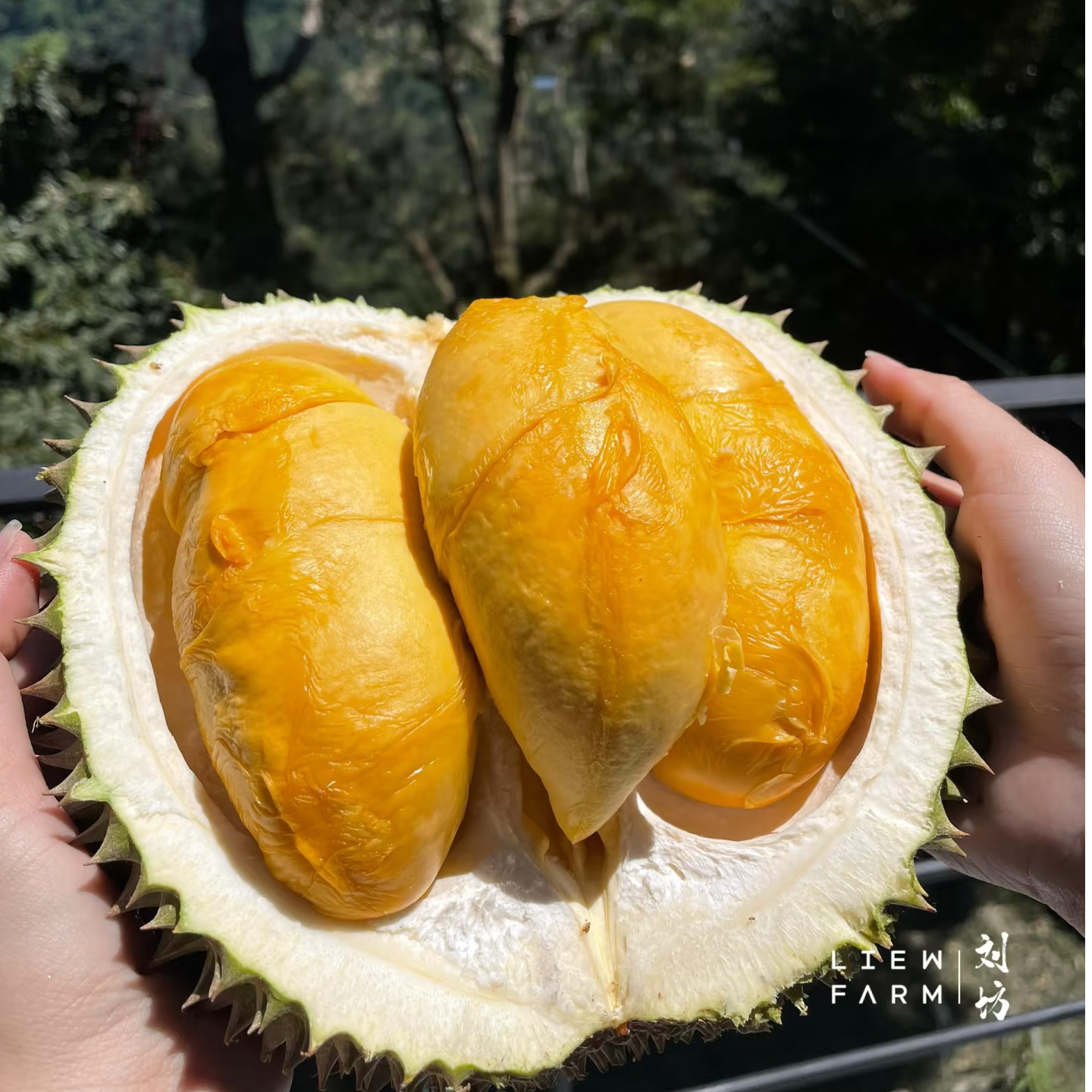 黑刺新鲜D200马来西亚进口鲜果榴莲2-5斤核小榴莲【一物一拍】黑刺马来西亚