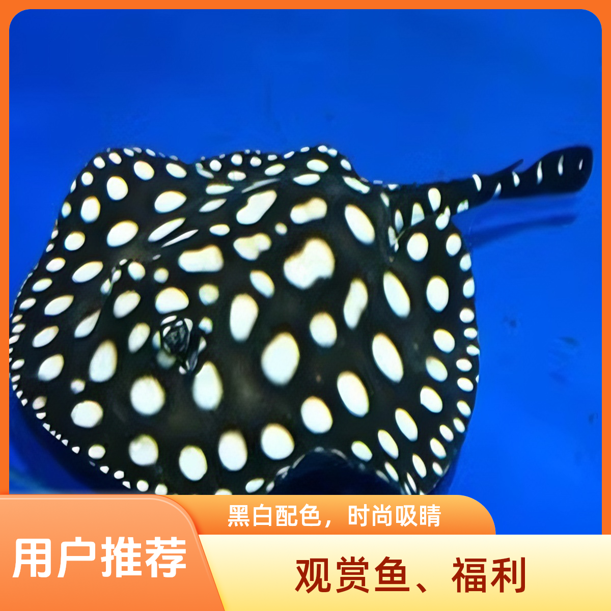 魟鱼繁殖，观赏魟鱼活体，练手系列