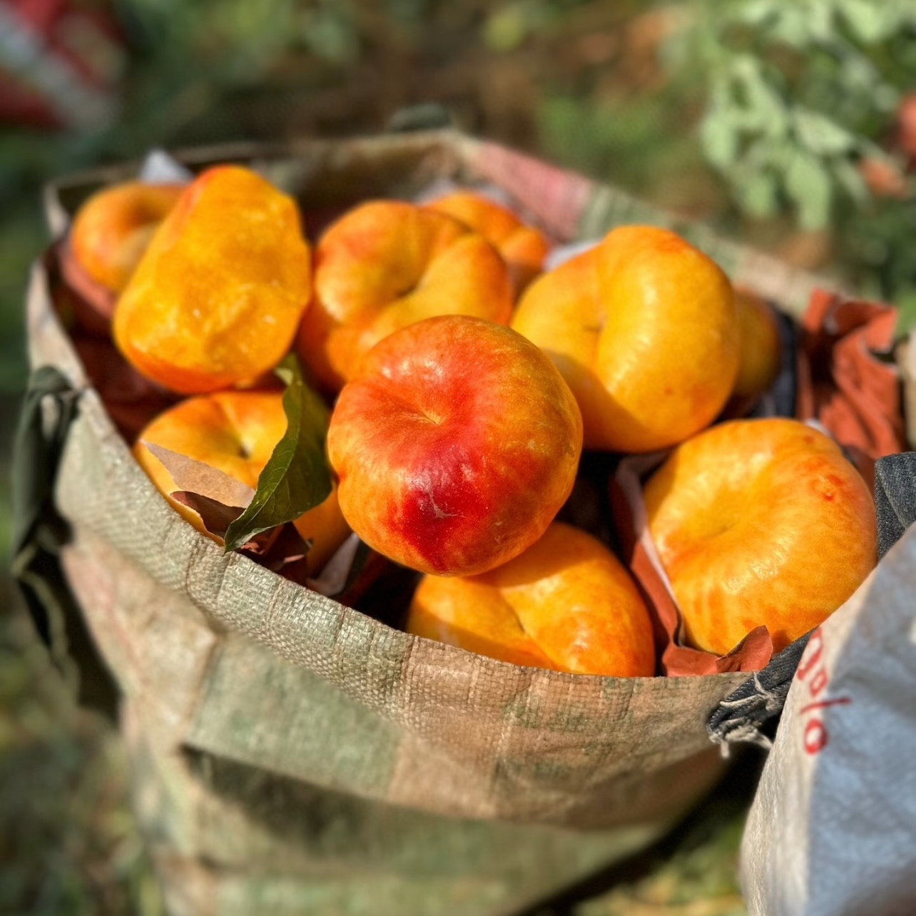 彩虹油蟠桃3斤山东蒙阴山区种植桃子时令新鲜水果脆甜薄皮油桃