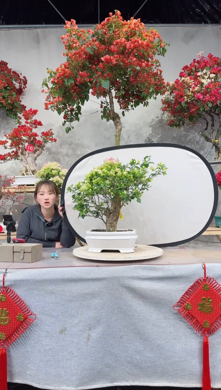 【闪购商品】盆景绿叶樱花