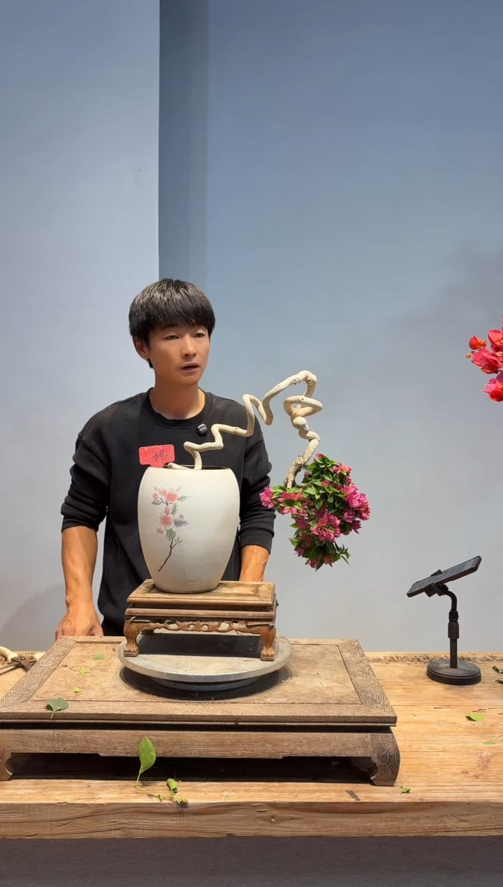 以实际为准三角梅34