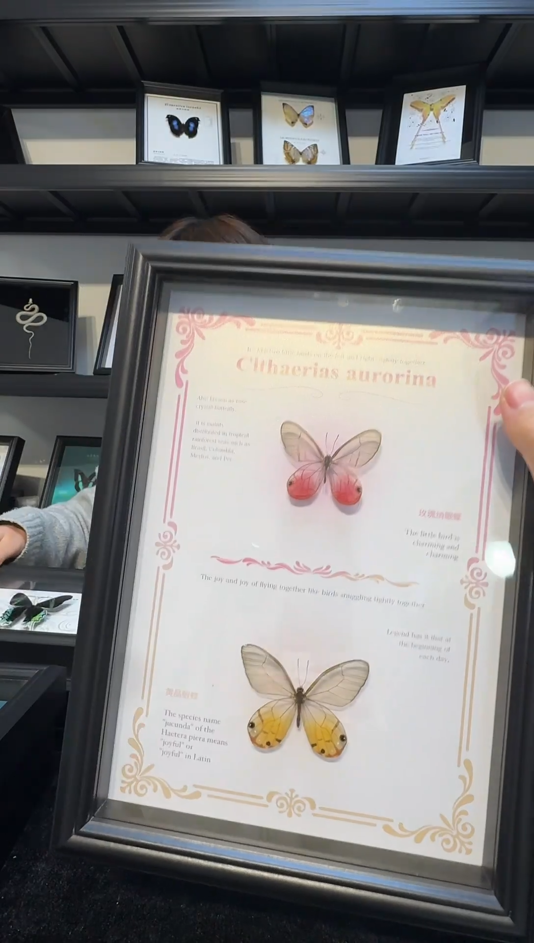 玻璃真实蝴蝶标本