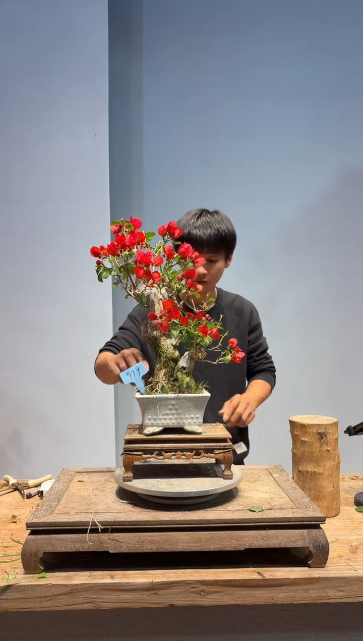 以实际为准三角梅79