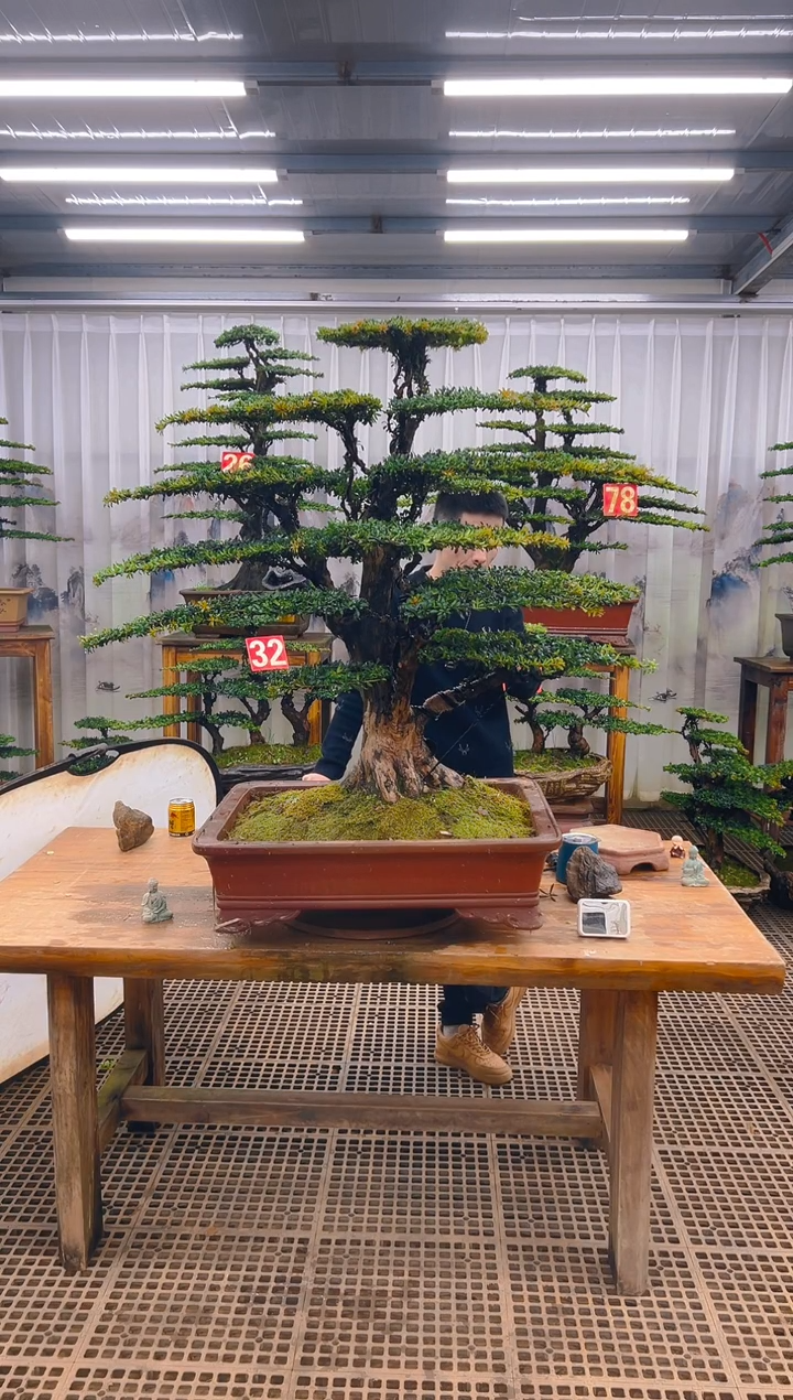 无花朵綦****部精品盆景直播间一物一拍