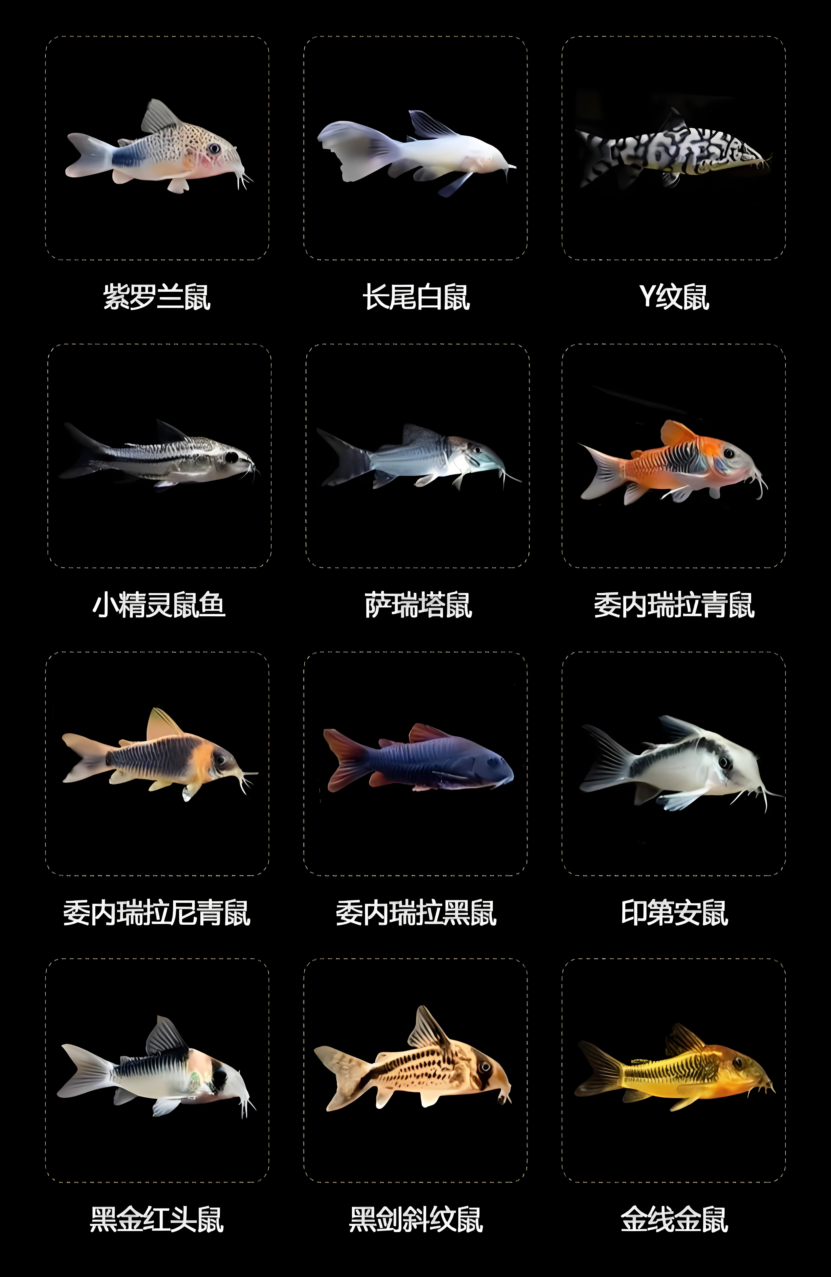 观赏鱼小鱼臻探鼠鱼大全