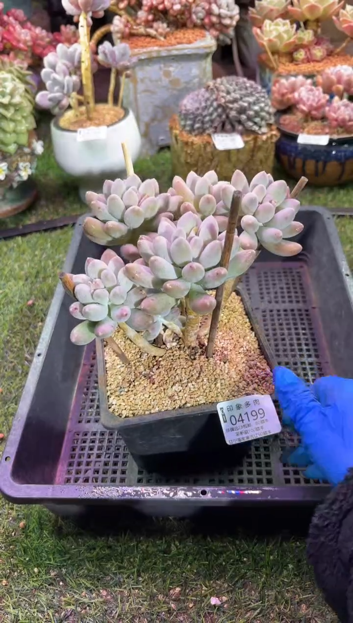 【闪购商品】04199