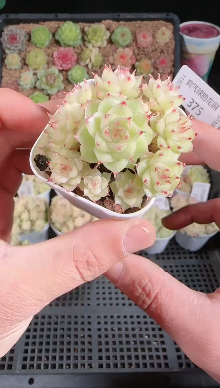 1127-375群生不包整