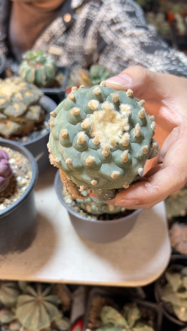 【闪购商品】晚28号实生佛头银6.5公分