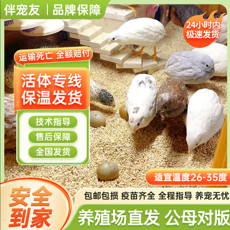 45-60天青年芦丁鸡活体全色系可产蛋宠物鸡养殖场直发包邮包损