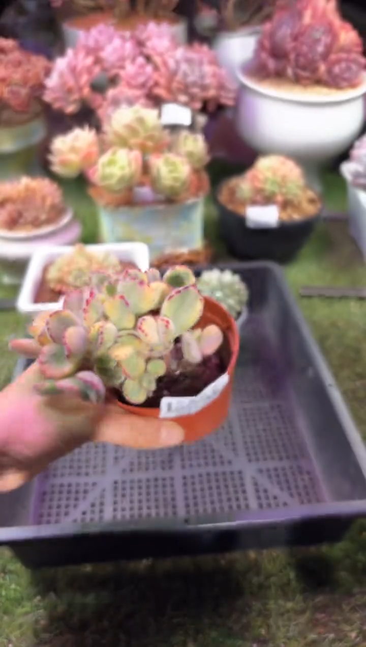 【闪购商品】06944