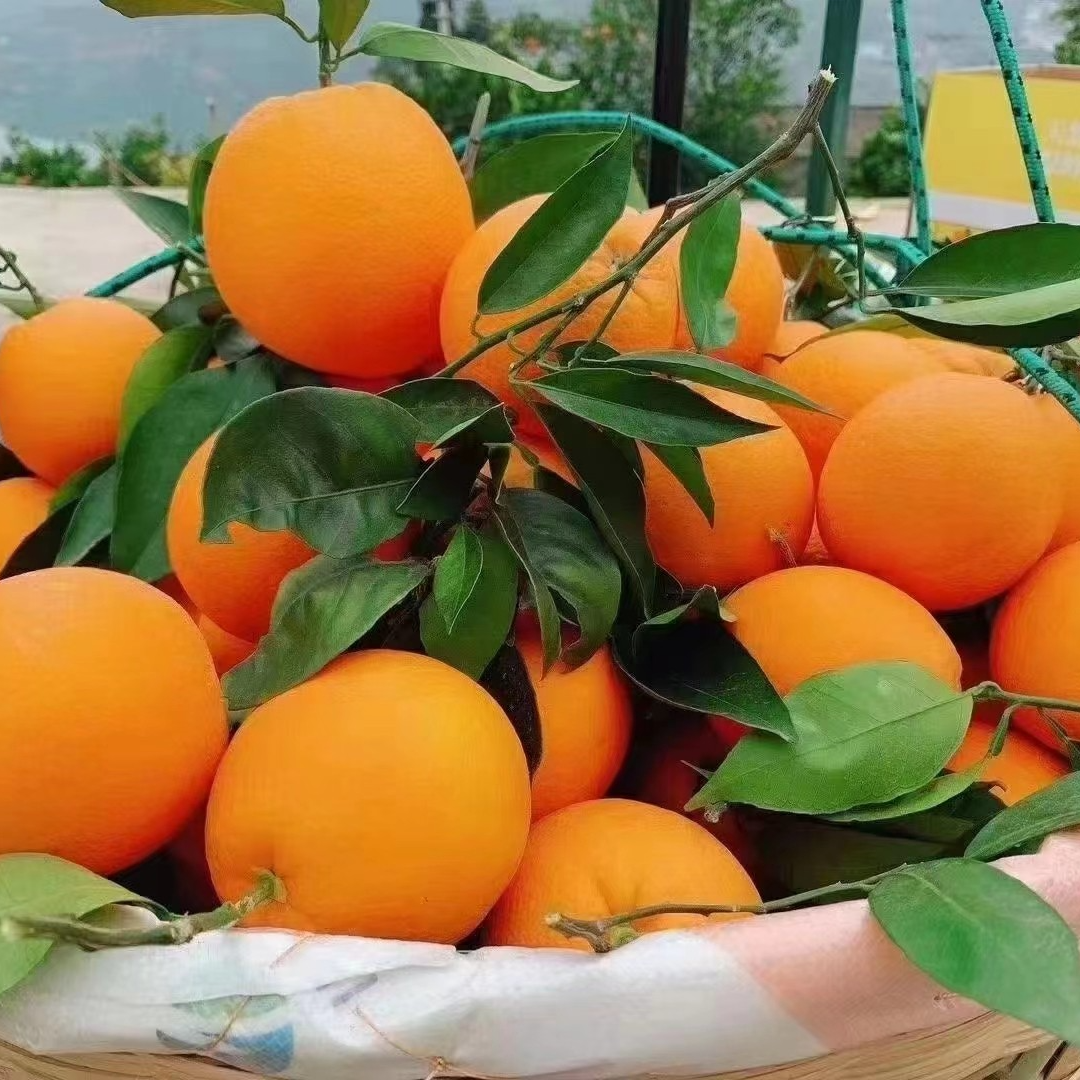 正宗脐橙橙新鲜现摘现发爆甜多汁水果