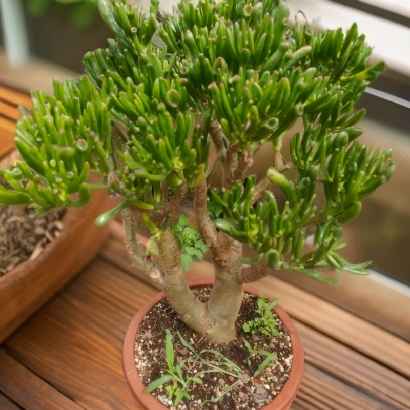 大号吸财树  南方北方  室内外好种好养  美观大方的多肉绿植