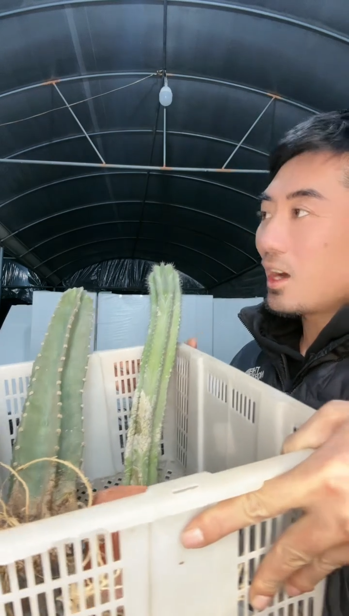 【闪购商品】筐拍 2号