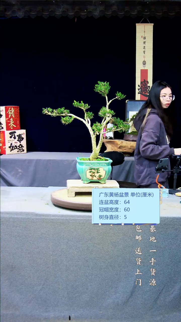 【闪购商品】h黄杨盆景黄杨盆景